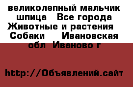 великолепный мальчик шпица - Все города Животные и растения » Собаки   . Ивановская обл.,Иваново г.